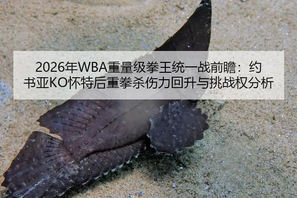 2026年WBA重量级拳王统一战前瞻：约书亚KO怀特后重拳杀伤力回升与挑战权分析